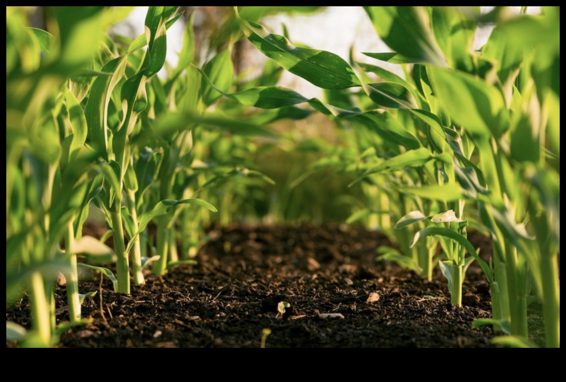 Diete pe termen lung și agricultura durabilă: o perspectivă verde